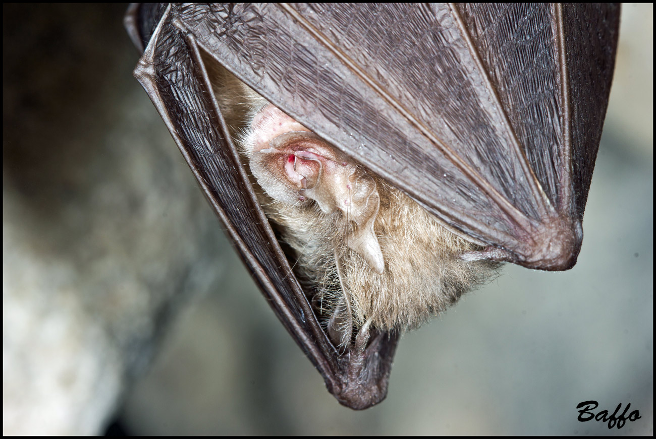 Rhinolophus ferrumequinum - Carso triestino